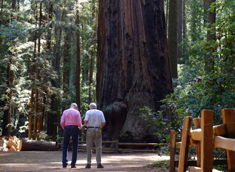 hikers redwoods